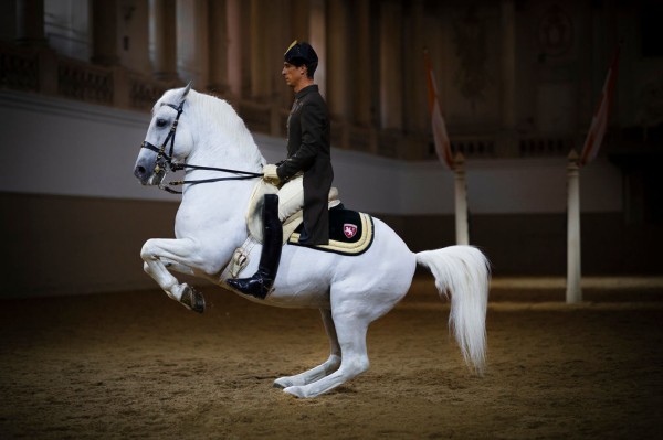 The World-Famous Spanish Riding School